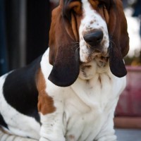 basset hound breed dog Tricolor minepuppy