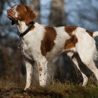 brittany breed dog Orange Roan minepuppy