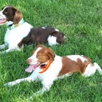 brittany breed dogs minepuppy