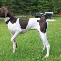 german shorthaired pointer dog liver and white minepuppy