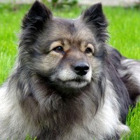 Keeshond breed dog Gray Black minepuppy