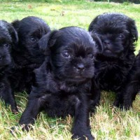 Affenpinscher breed puppies minepuppy