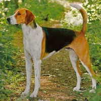 American Foxhound dog breed minepuppy