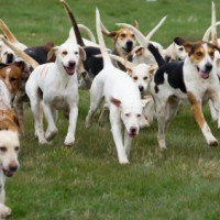 Pack of American Foxhound minepuppy