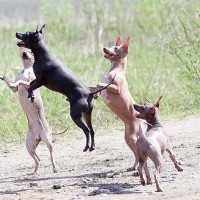 pack of American Hairless Terrier minepuppy