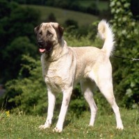 Anatolian Shepherd dog minepuppy