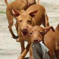 Andalusian Hound puppies minepuppy