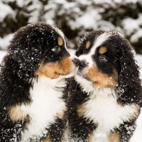 Bernese Mountain Dog breed mini puppies minepuppy