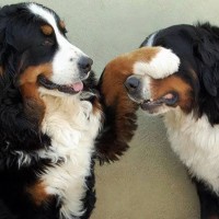 Bernese Mountain Dogs breed minepuppy