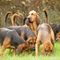 Bloodhound dog pack minepuppy