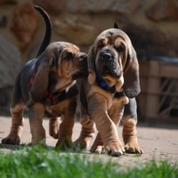 Bloodhound puppies minepuppy