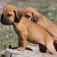 Bloodhound breed puppies minepuppy