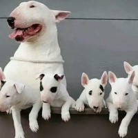 Bull Terrier mum with puppies minepuppy