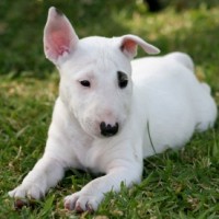 Bull Terrier puppy white minepuppy