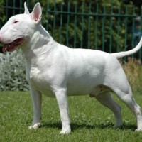 Bull Terrier white minepuppy
