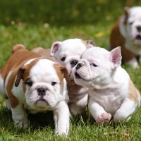 bulldog puppies minepuppy