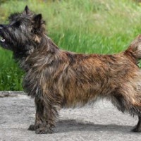 Cairn Terrier breed dog brindle minepuppy