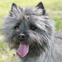 Cairn Terrier breed dog gray minepuppy