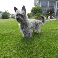 Cairn Terrier breed dog silver minepuppy