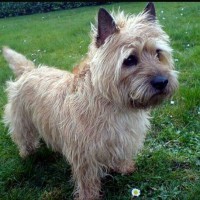 Cairn Terrier breed dog wheaten minepuppy