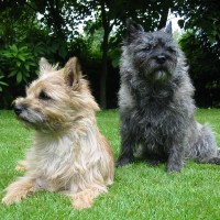 Cairn Terrier breed dogs minepuppy