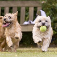 Cairn Terrier breed dogs red minepuppy