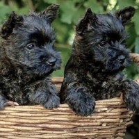 Cairn Terrier breed mini puppies minepuppy