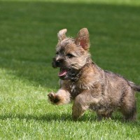 Cairn Terrier breed mini puppy minepuppy