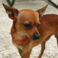 Chihuahua red mini puppy