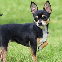 Chihuahua mini puppy