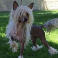 Chinese Crested toy dog
