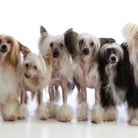 Chinese Crested dogs minepuppy