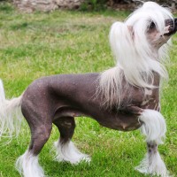 Chinese Crested mini puppy