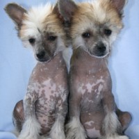 Chinese Crested mini puppies