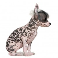 Chinese Crested puppy minepuppy