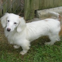 Dachshund dog white longhair mini puppy
