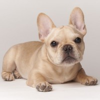 French Bulldog Cream mini puppy