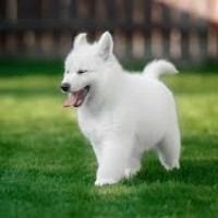 white german shepherd puppy minepuppy