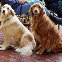 Golden Retriever dogs breed minepuppy