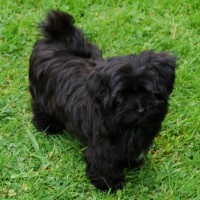 havanese dog breed black mini puppy