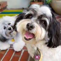 havanese toy dogs breed mini puppy