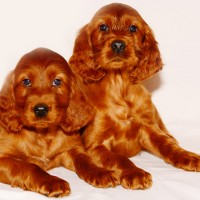 Irish setter breed puppies minepuppy