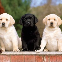 Labrador Retriever coat variation puppies minepuppy
