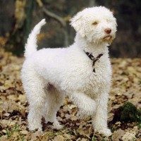 Lagotto Romagnolo dog white minepuppy