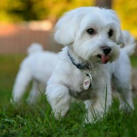 maltese breed toy dog mini puppy