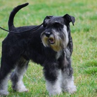 Miniature Schnauzer dog black and silver mini puppy