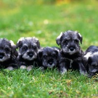 Miniature Schnauzer mini puppies minepuppy