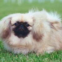 pekingese breed mini puppy minepuppy