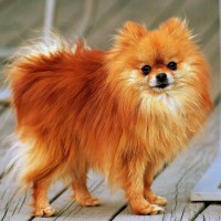 Pomeranian breed dog orange mini puppy