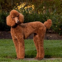 poodle standard breed Apricot minepuppy